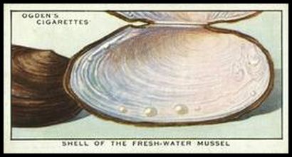 47 Shell of Freshwater Mussel